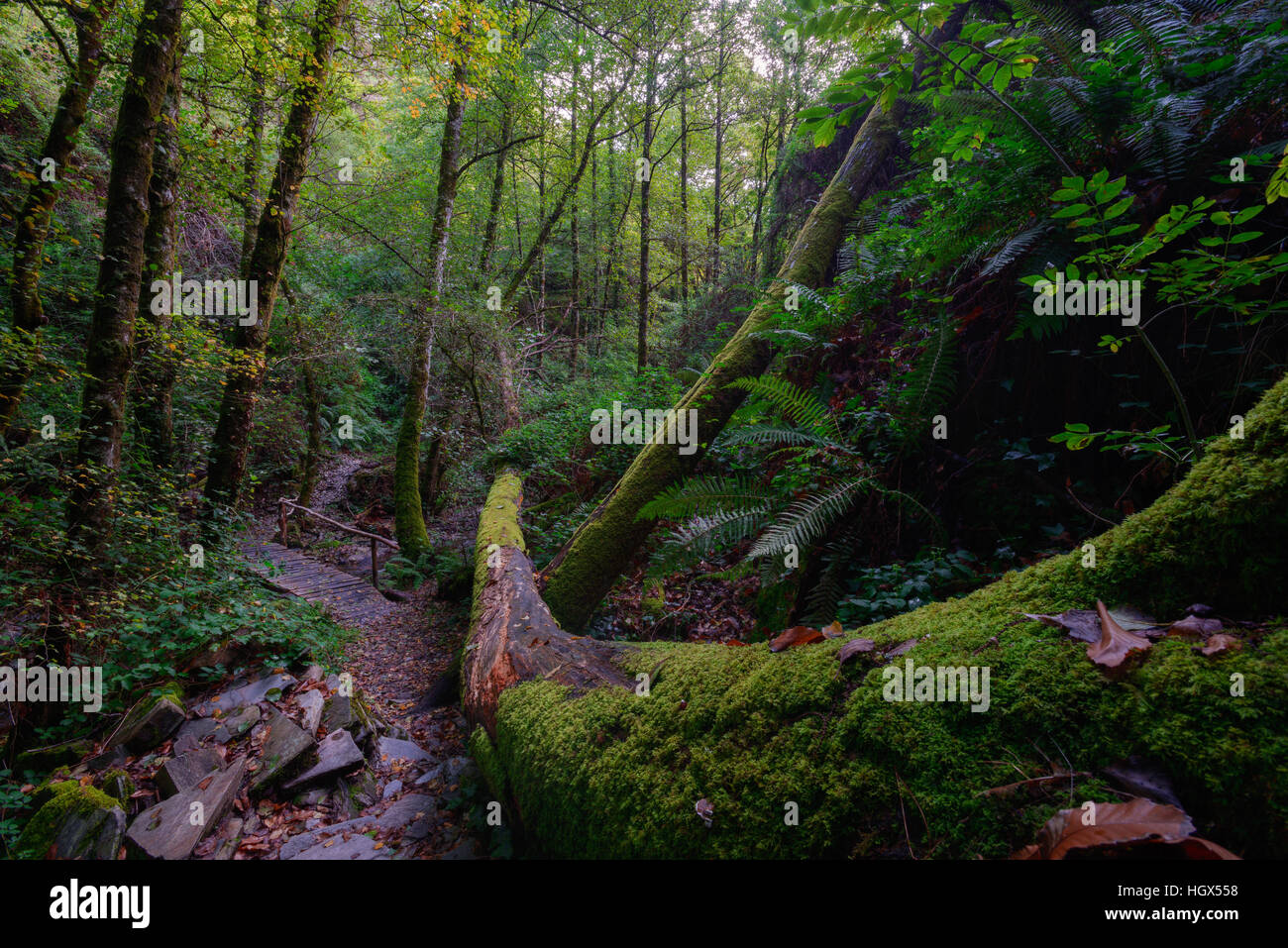 Elderly mossy fallen trees along a trail and a wooden bridge in Vilagocende, Fonsagrada, Galicia Stock Photo