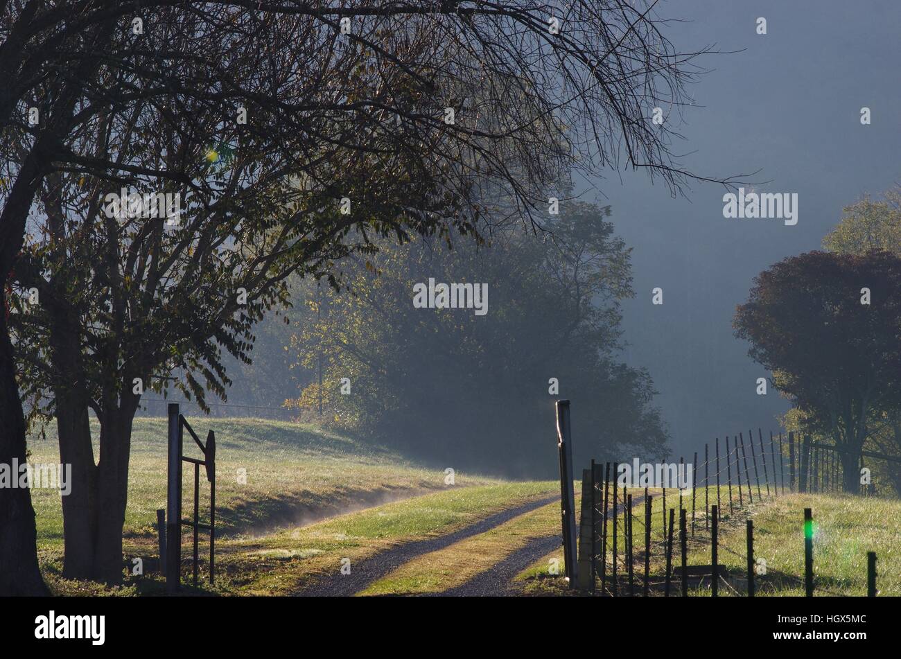 Gravel tire tracks, old metal gate, and barbed wire fence leading to foggy morning destination with large tree housing spiderweb Stock Photo