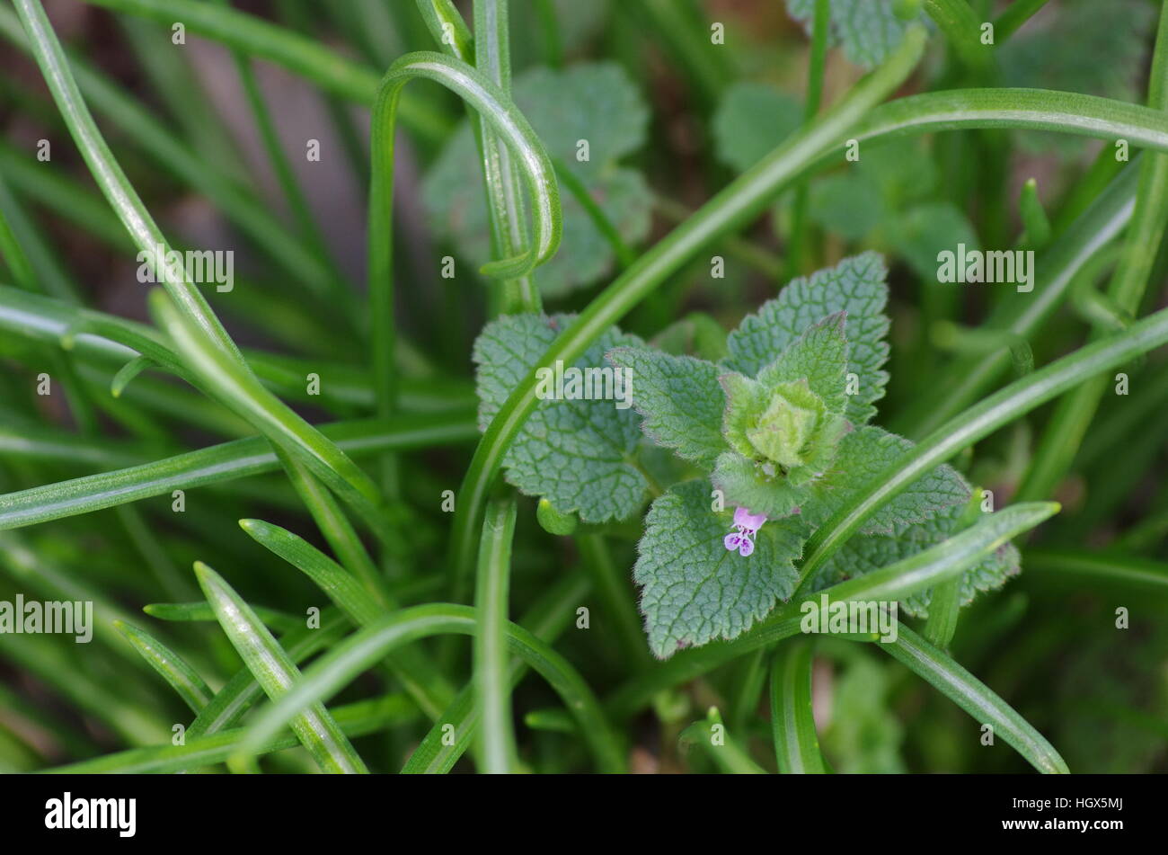 Bright green leaf bloom with tiny purple flower peeking out surrounded by thin blades of light and dark green grass Stock Photo