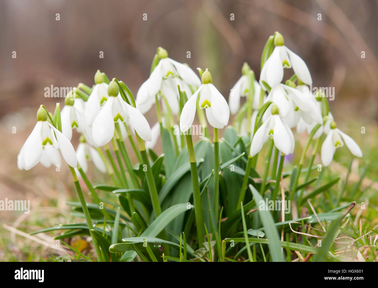 bunch Snowdrop flower in the forest Stock Photo