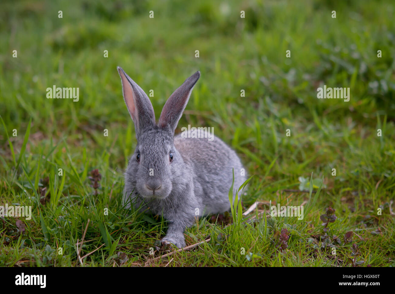 little rabbit is on a pasture Stock Photo - Alamy