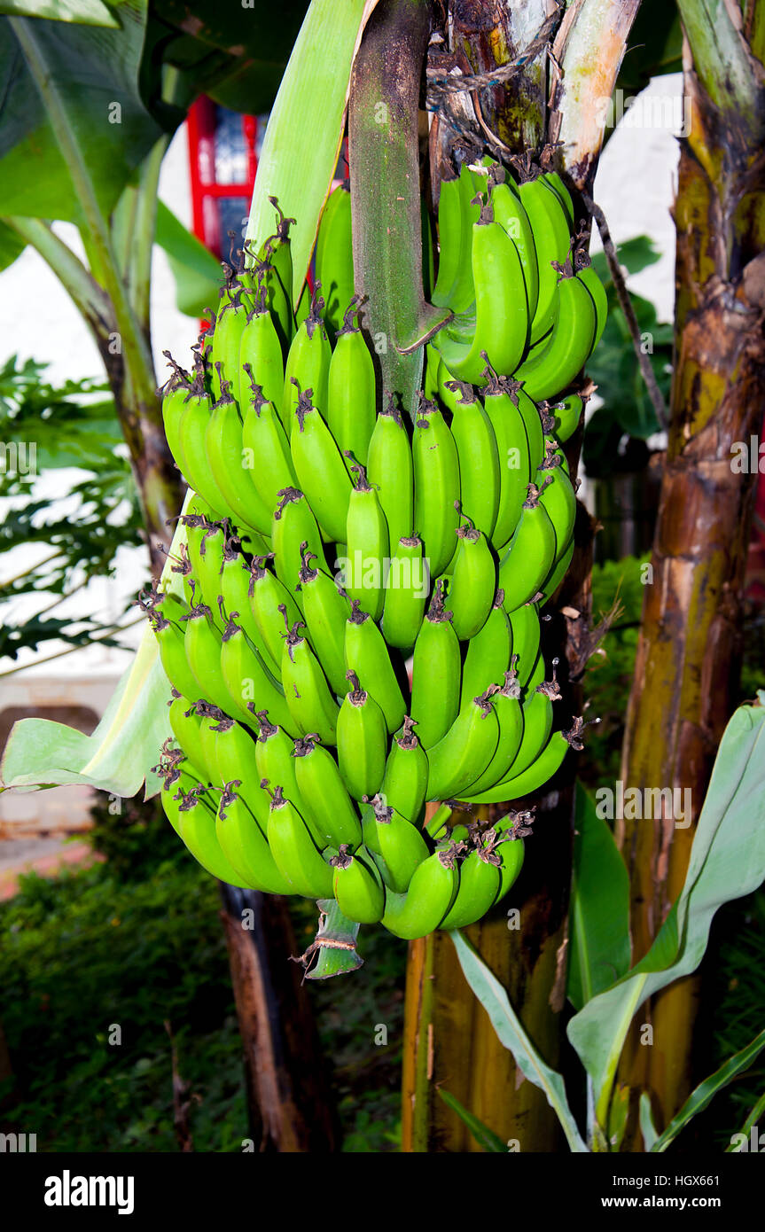 Banana plantations in the immature green banana Stock Photo