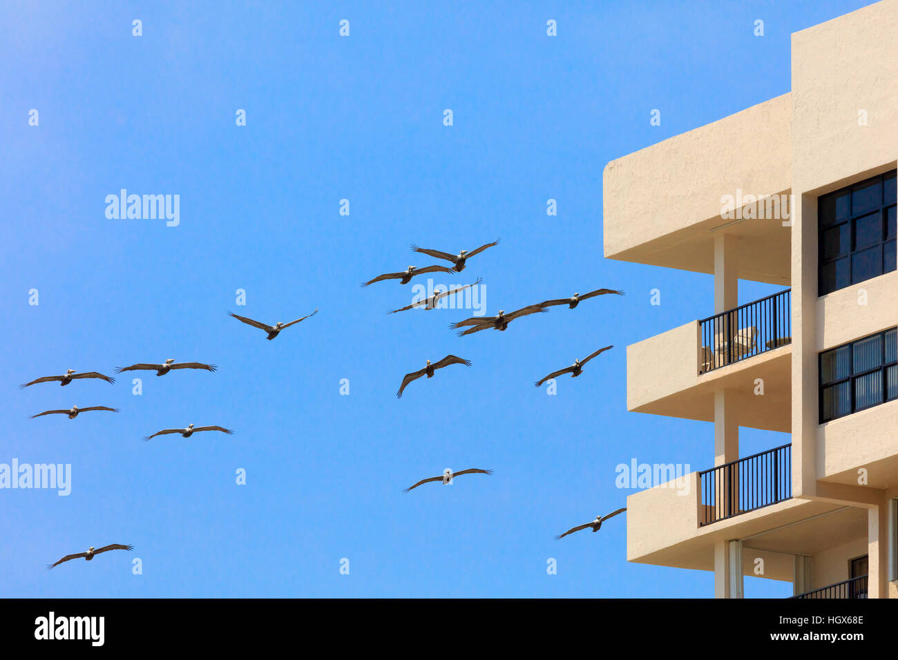 Swarm of pelicans flying around a house, Florida, USA Stock Photo