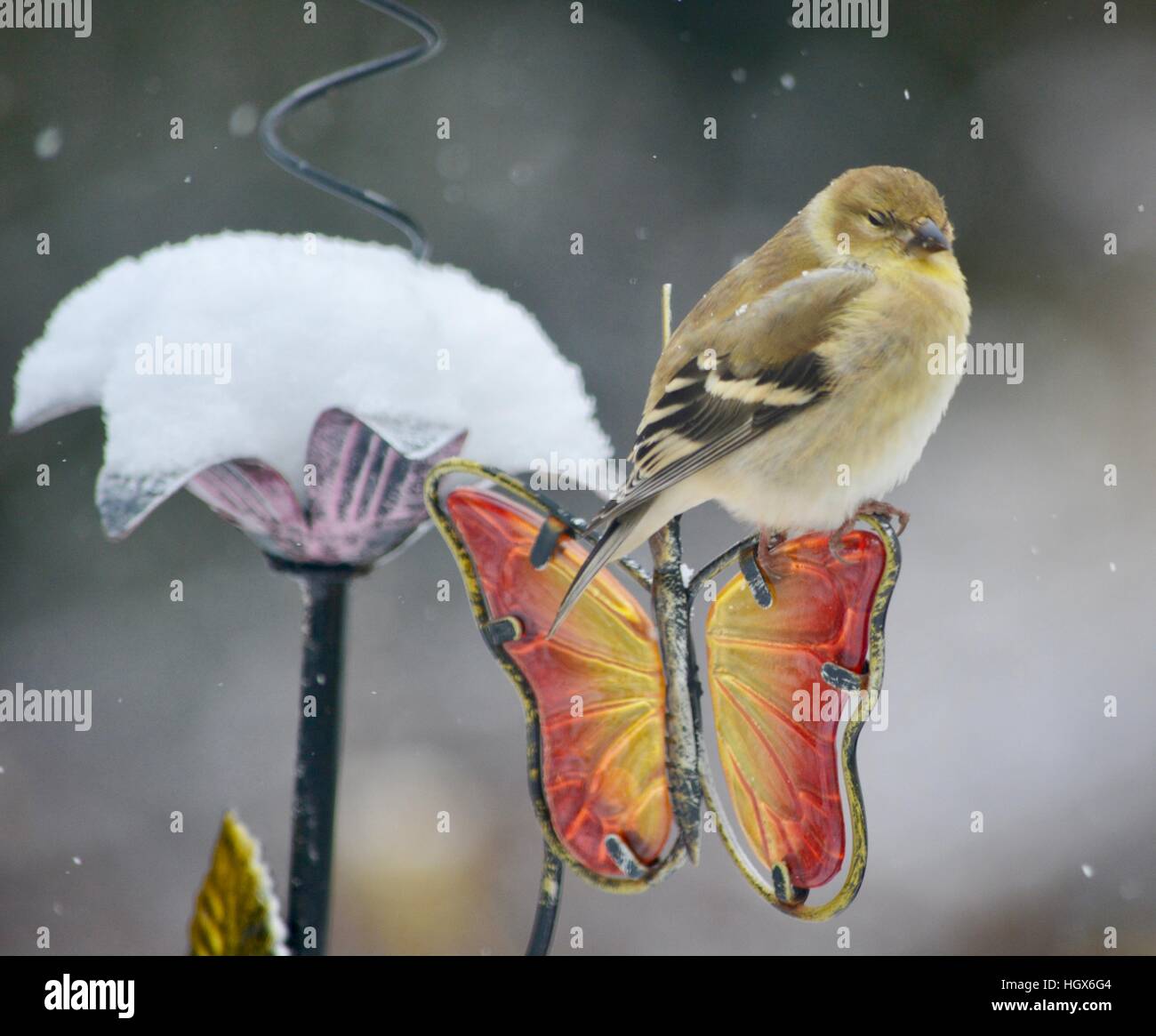 American goldfinch in winter Stock Photo
