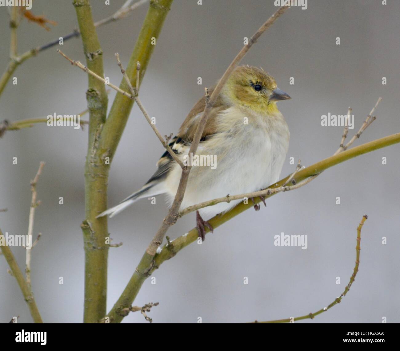 American goldfinch in winter Stock Photo