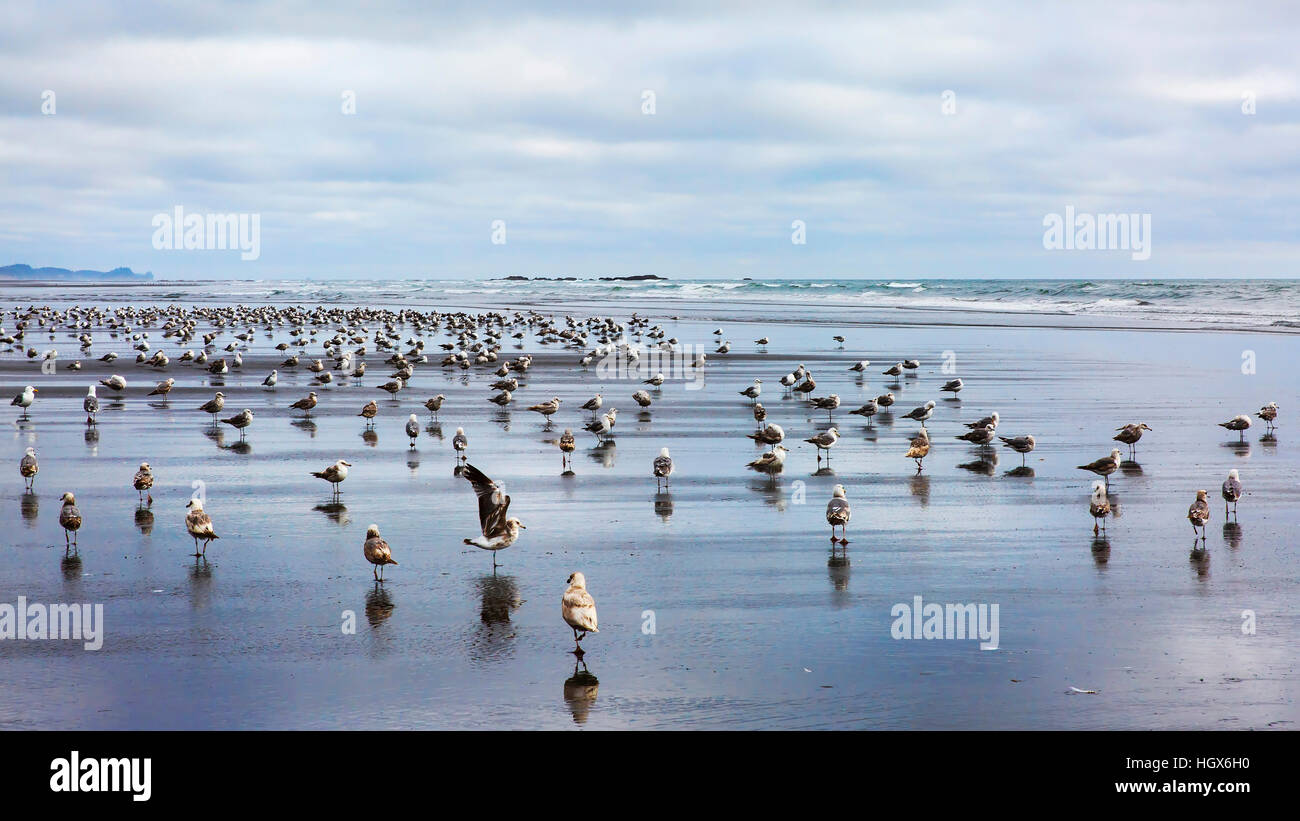Kalaloch Beach with flock of gulls. Kalaloch Beach State Park, Washington.  Beaches in the Kalaloch area of Olympic National Park, identified by trail Stock Photo