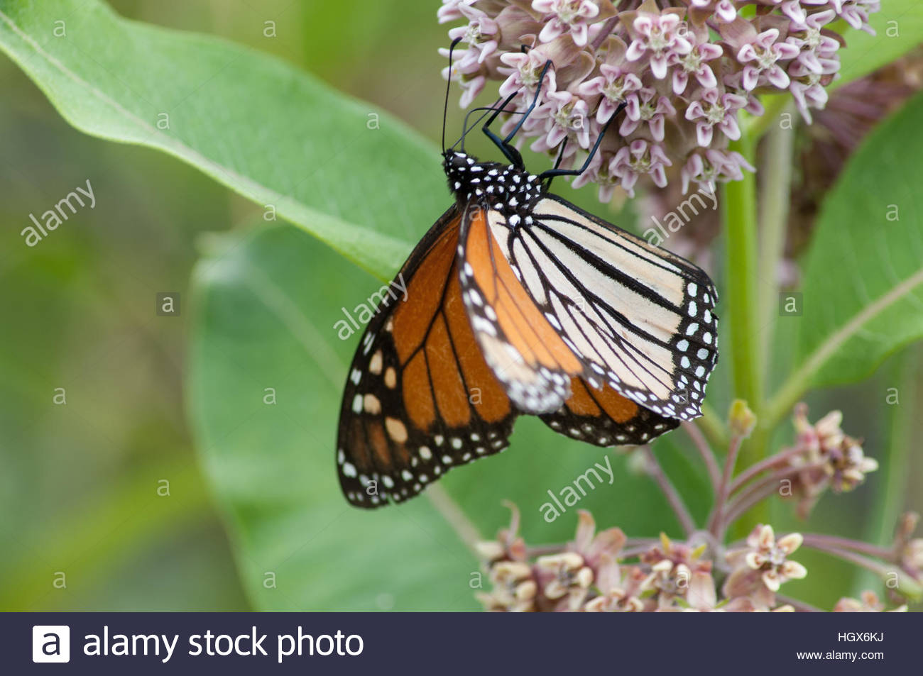 Monarch Butterfly Milkweed Stock Photos & Monarch Butterfly Milkweed