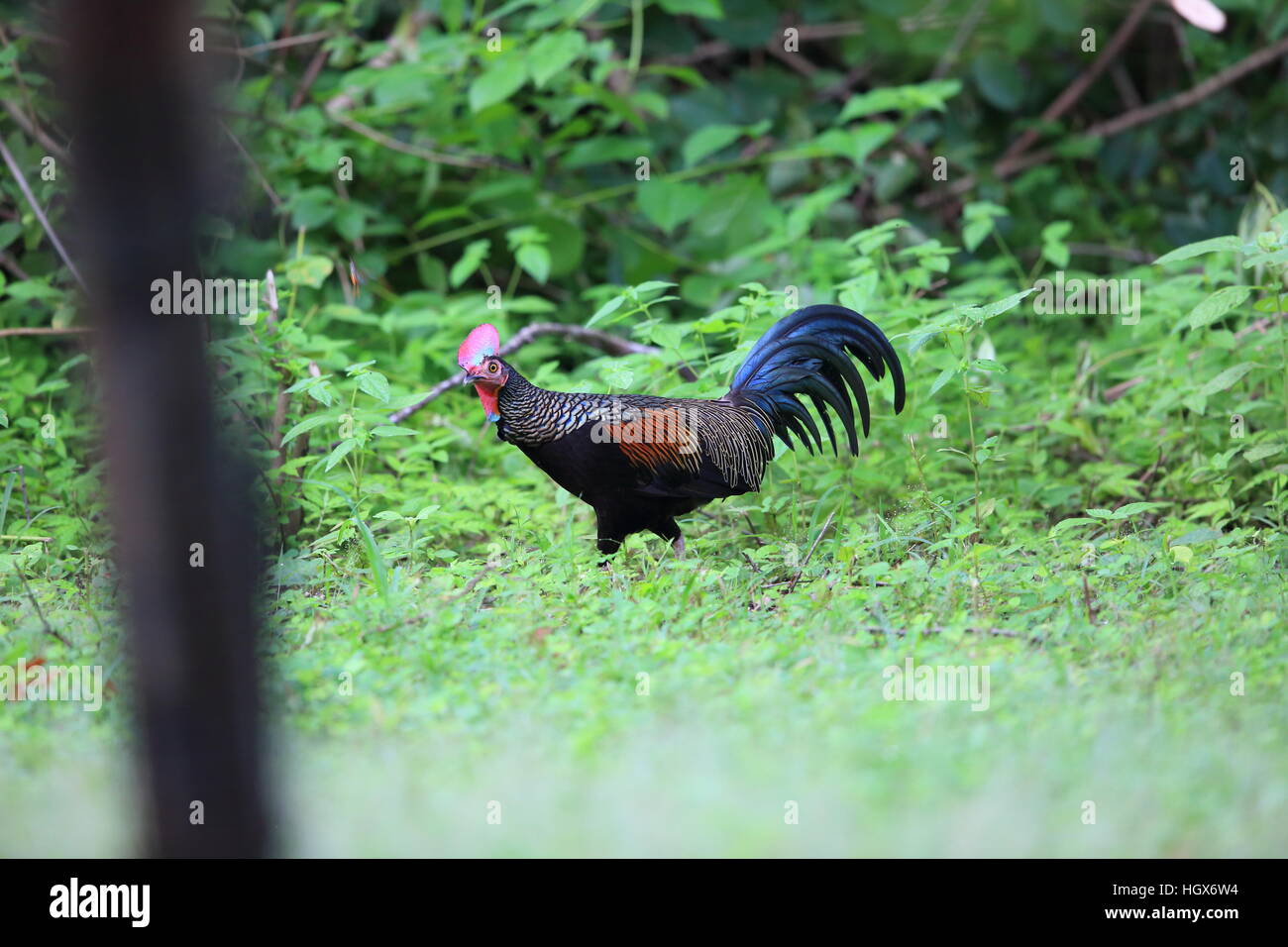 Green junglefowl (Gallus varius) in Bali barat National Park, Bali island, Indonesia Stock Photo