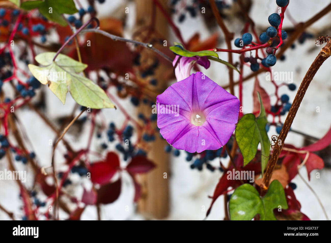 Morning glory flower on the wall, Kas town, Turkey Stock Photo