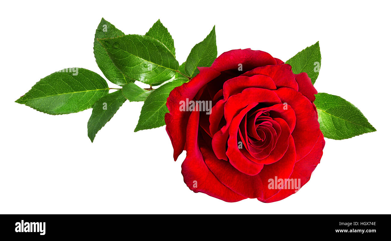 rose isolated on the white background Stock Photo - Alamy
