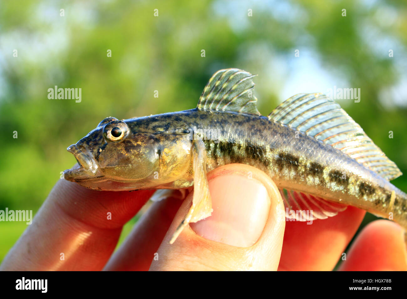 gudgeon caught in the human hand Stock Photo