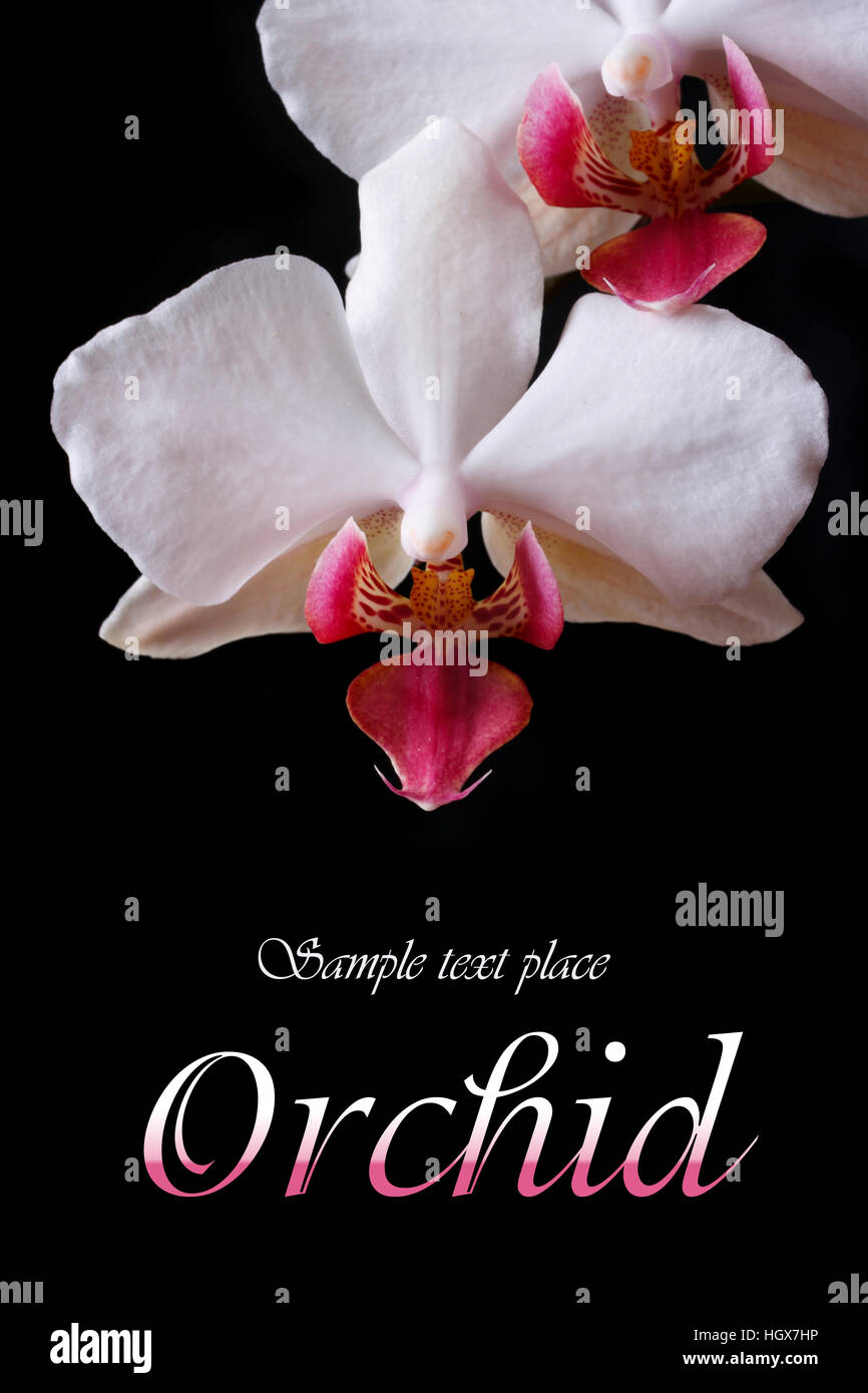 Postcard flowers white orchid isolated on black background. macro. Vertical Stock Photo