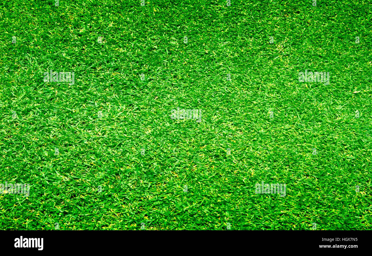 Green grass background turf grass surface abstract Stock Photo
