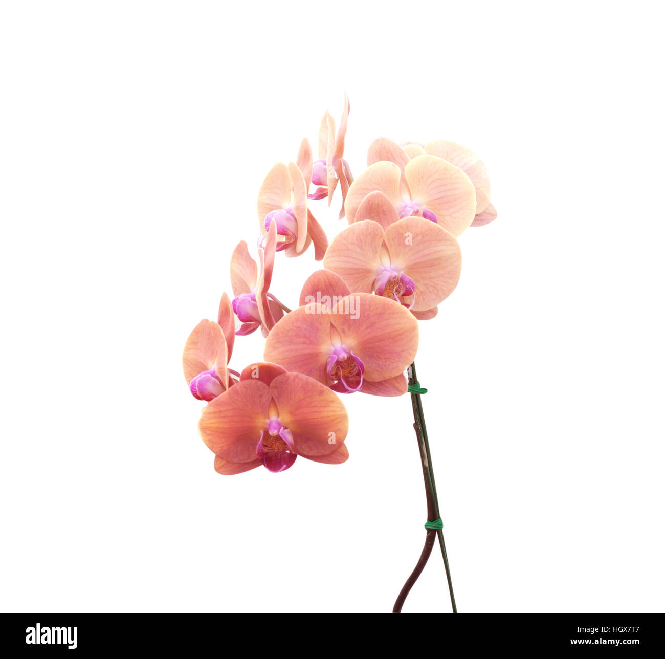 Pink streaked orchid flower, isolated white background Stock Photo - Alamy