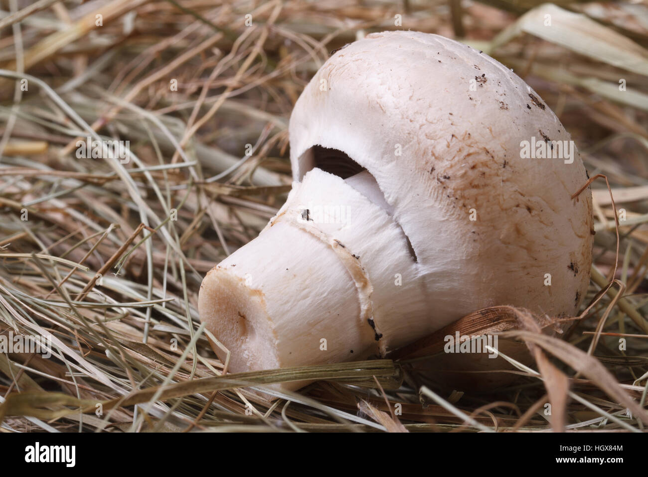 one champignon closeup on dry grass. macro. horizontal Stock Photo