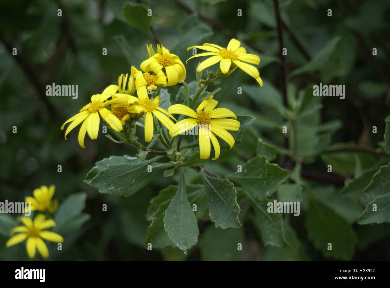 Chrysanthemoides monilifera Stock Photo