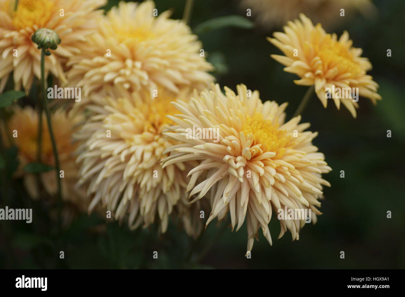 Chrysanthemum 'Percy Salter' Stock Photo