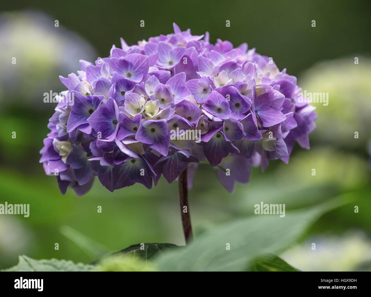 Hydrangea Purple Head Single Floret Stock Photo Alamy