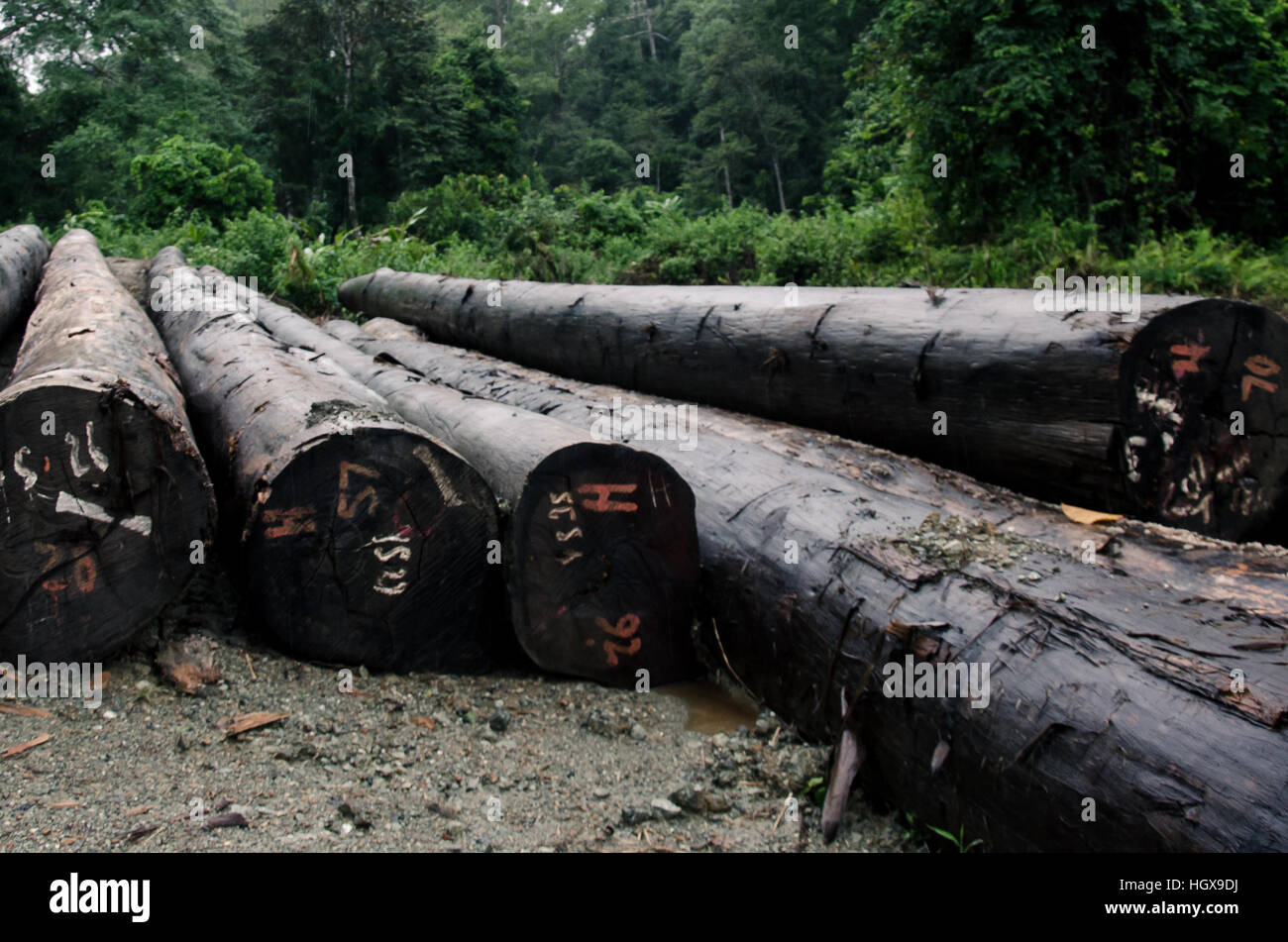 Logged Trees in Danum Valley Stock Photo