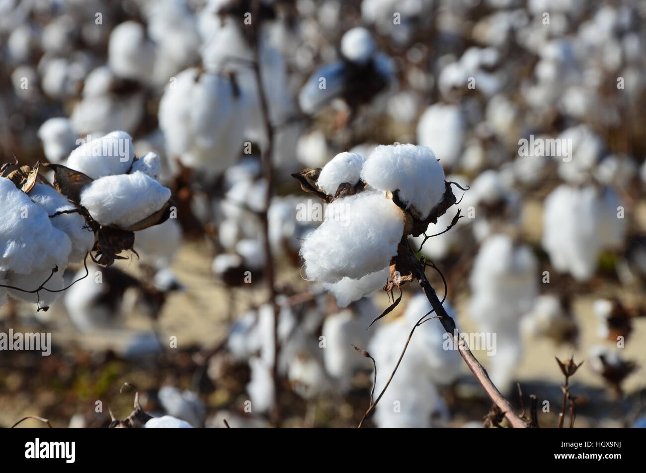 Cotton field in north carolina hires stock photography and images Alamy