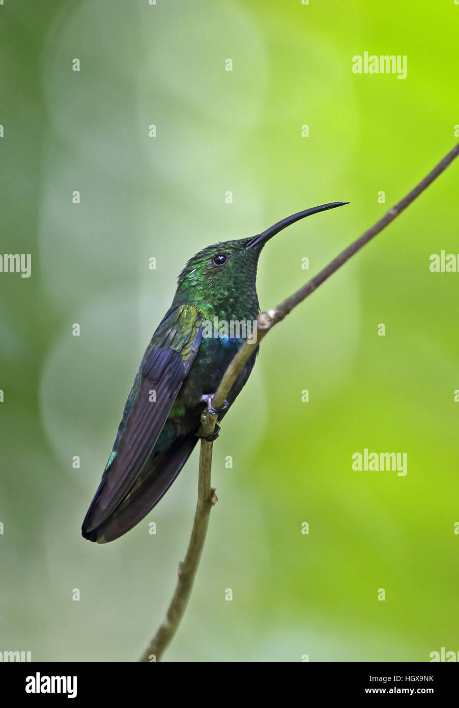 Green-throated Carib (Eulampis holosericeus) adult perched on twig  Fond Doux plantation, St Lucia, Lesser Antilles, November Stock Photo