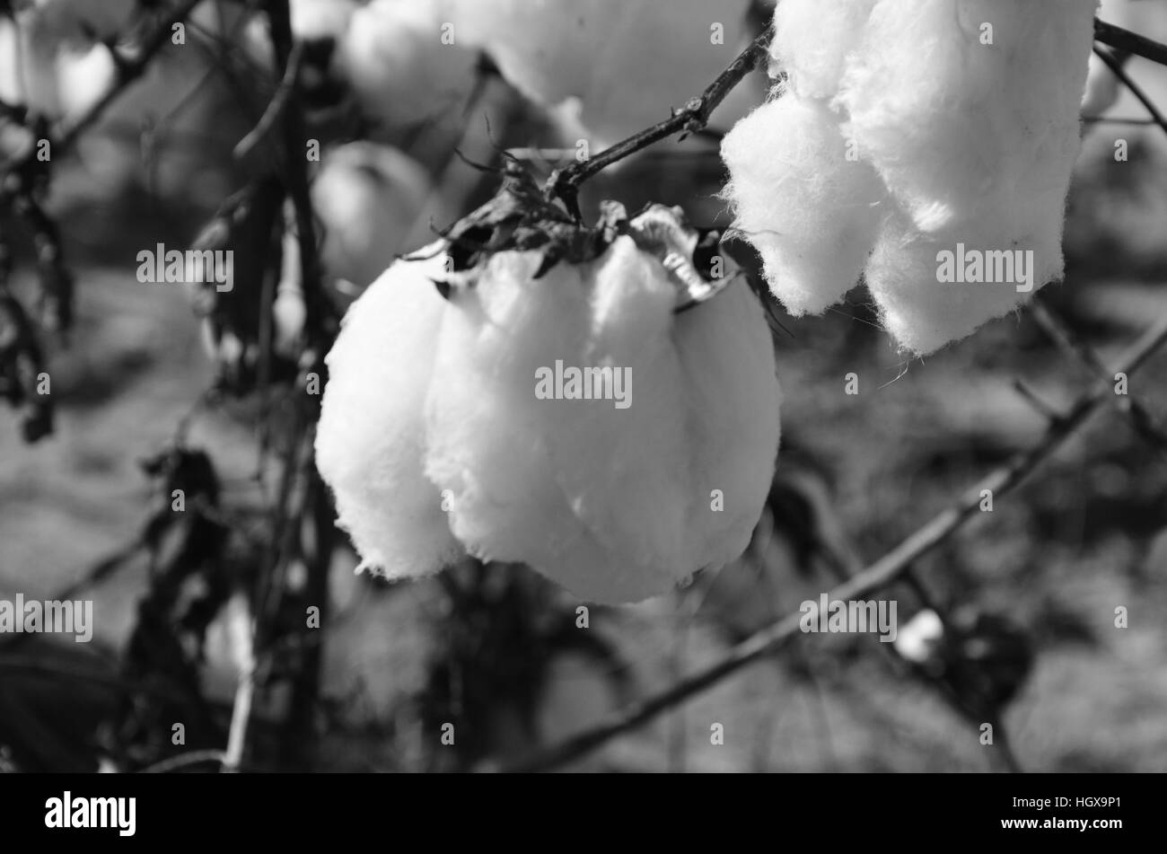 Carolina cotton Black and White Stock Photos & Images Alamy
