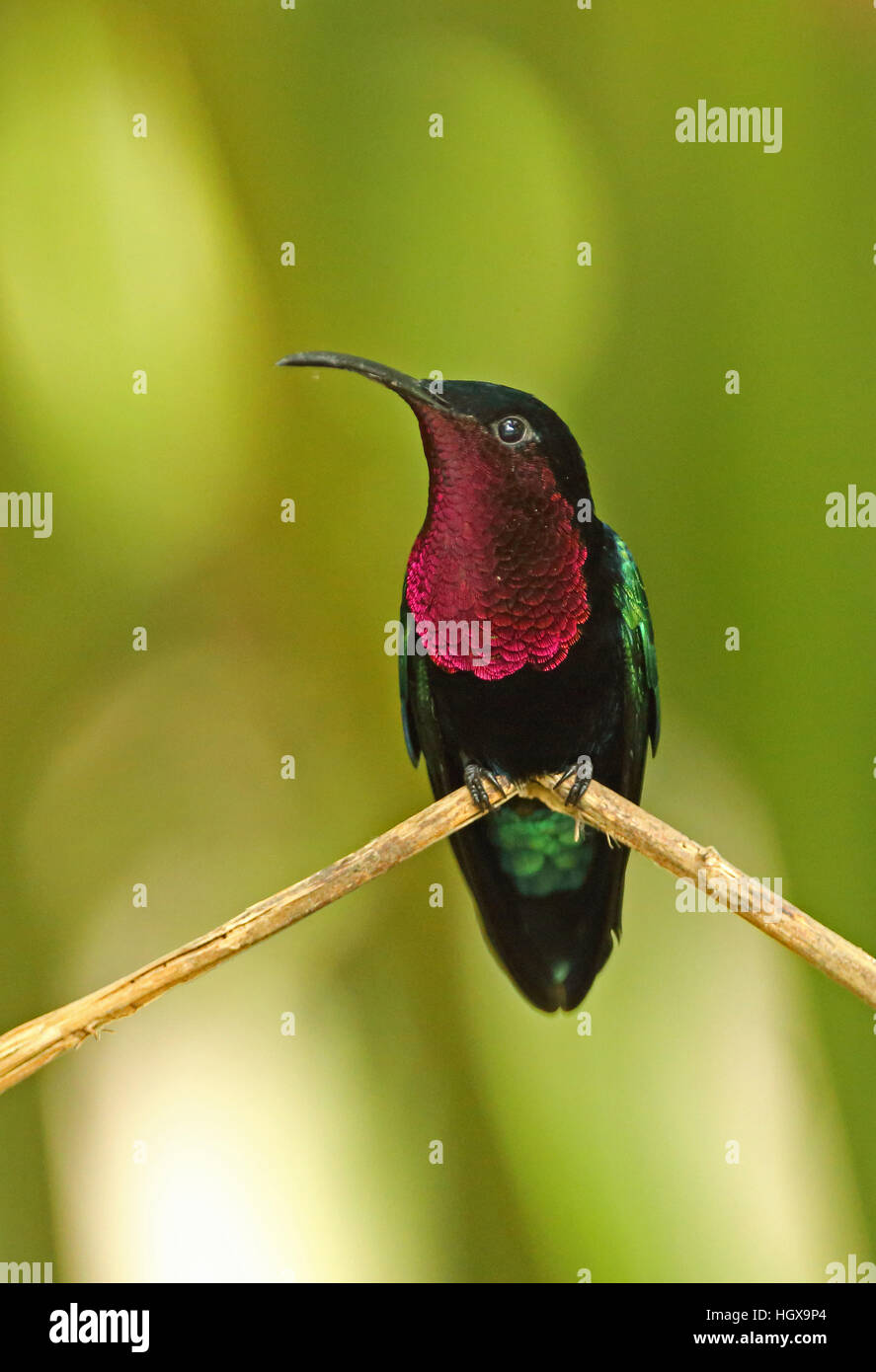 Purple-throated Carib (Eulampis jugularis) adult perched on dead twig  Fond Doux plantation, St Lucia, Lesser Antilles  November Stock Photo