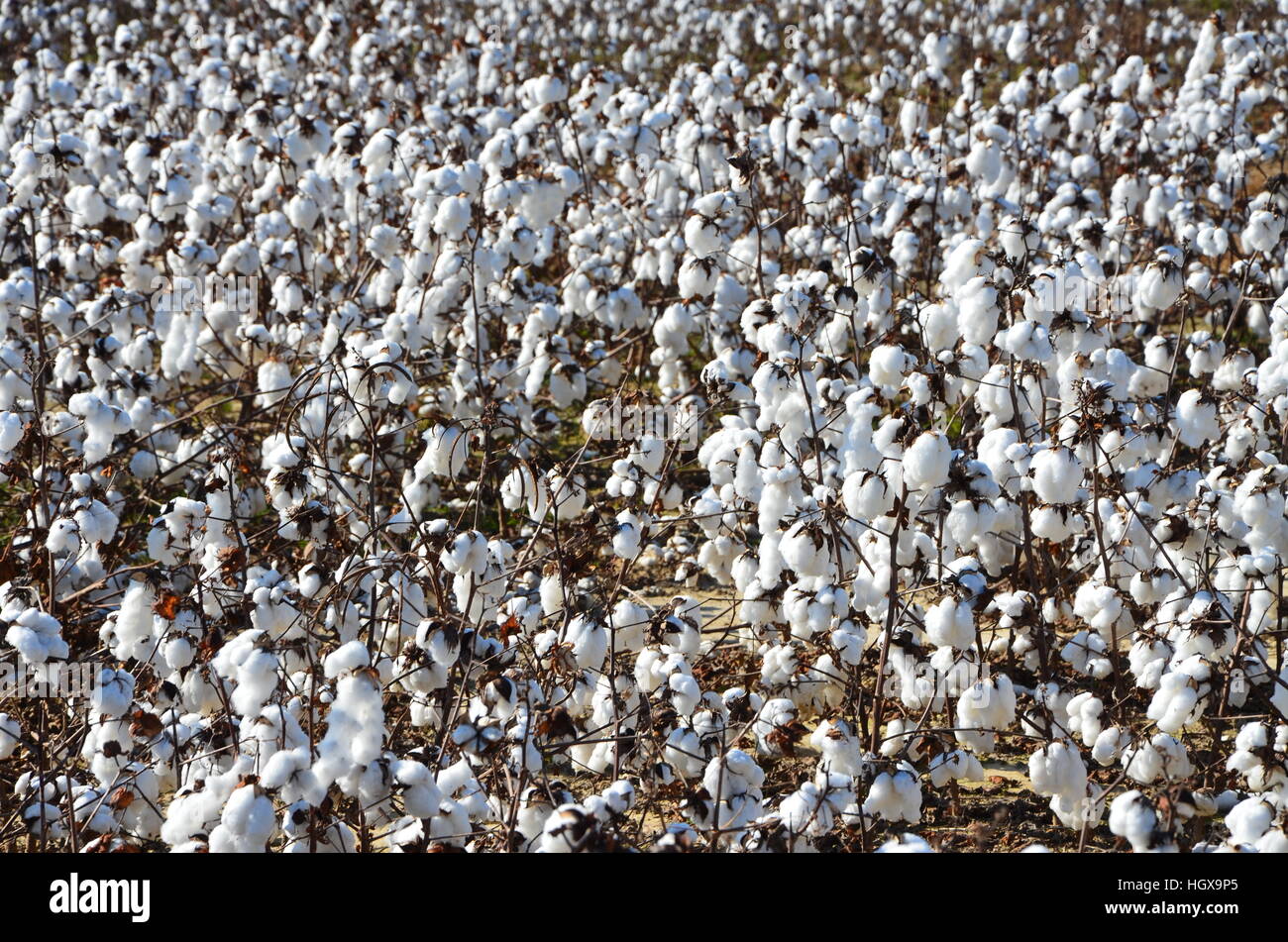 Cotton field in north carolina hires stock photography and images Alamy