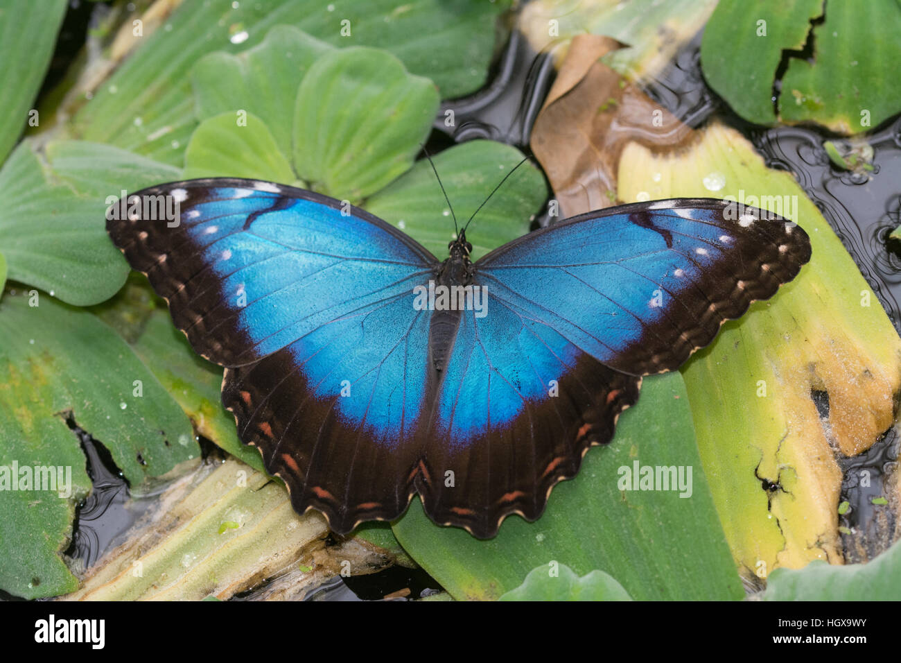 Close-up of a large blue morpho butterfly at The Living Rainforest, Berkshire, UK Stock Photo