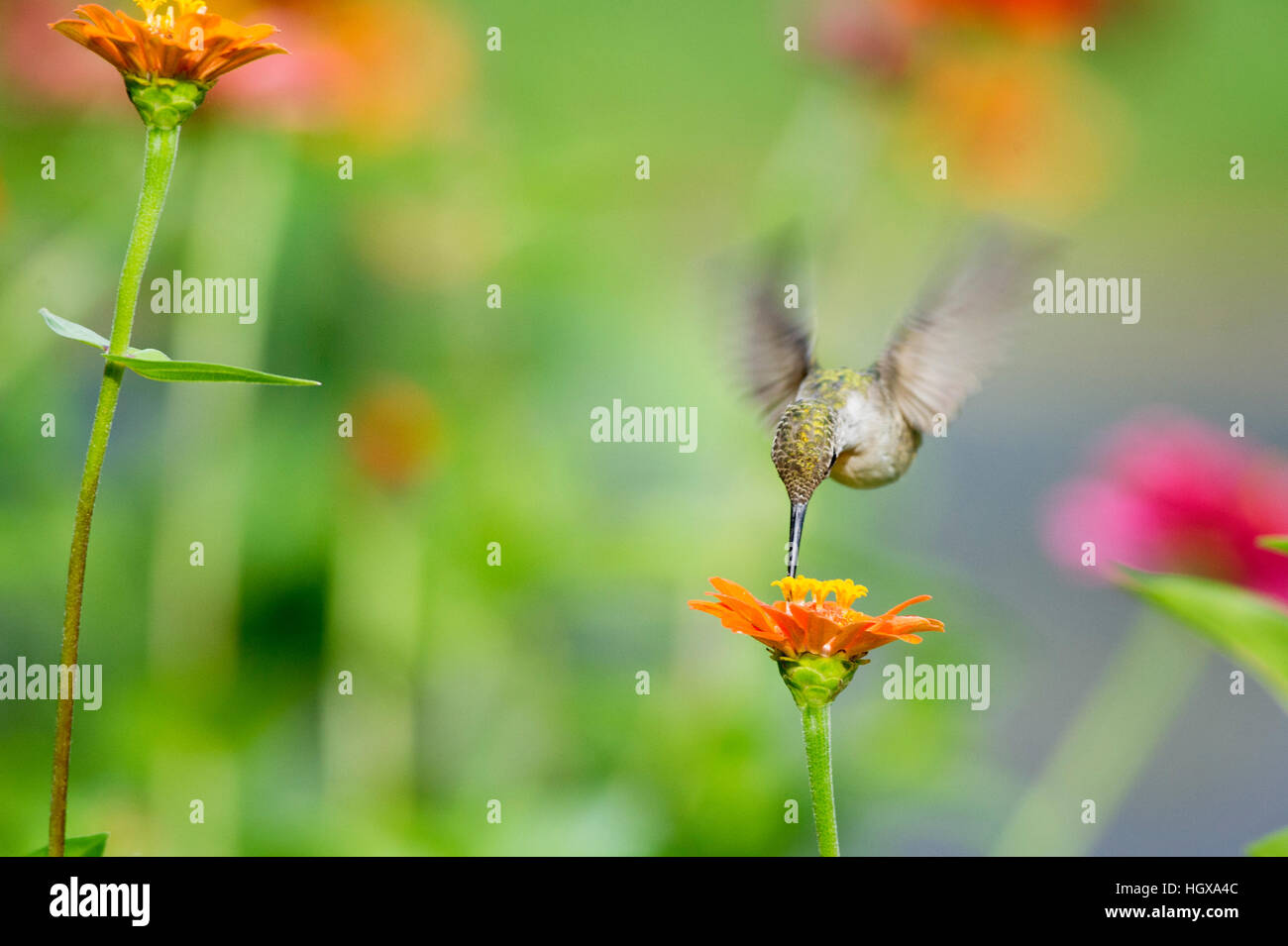 A female Ruby-throated Hummingbird feeds on a Zinnia flower in a garden of flowers. Stock Photo