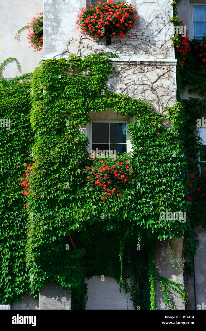 Haus mit Wildem Wein bewachsen, Brixen, Suedtirol, Italien, Europa, Stock Photo