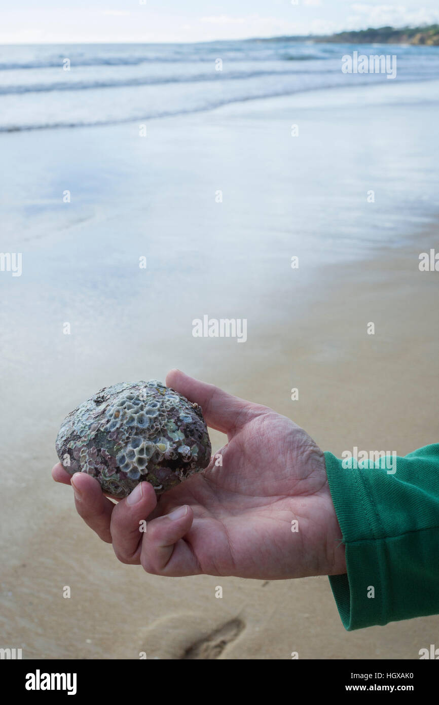 Picking up shells on Beach near Albufeira, Atlantic Ocean, Praia da ...