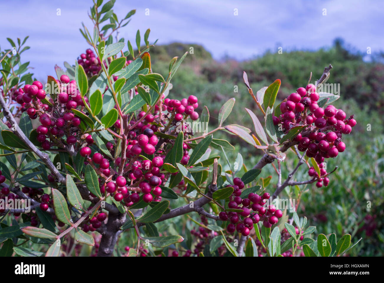 mastic tree, Albufeira, Algarve, Portugal, (Pistacia lentiscus) Stock Photo