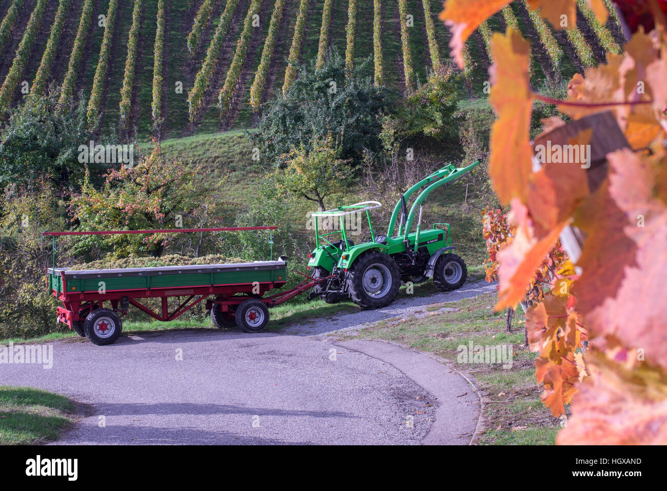 Grape harvest, PfedelbachHeuholz, Oehringen, Steinbach Valley, Ohrn