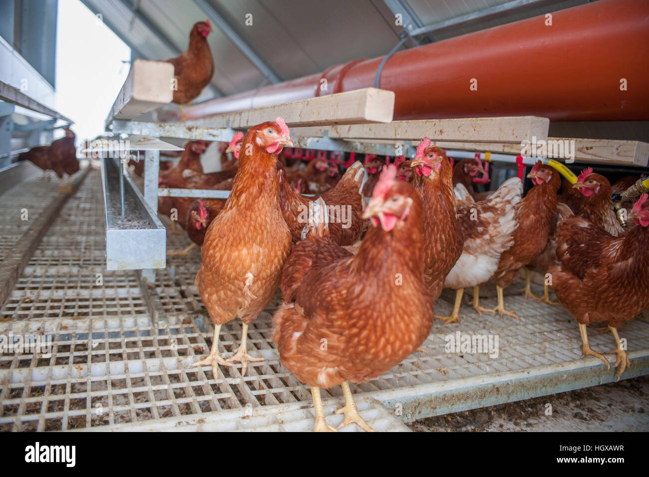 Mobile Chicken House with photovoltaic cell, Schwaebisch Hall, Hohenlohe region, Heilbronn-Franconia, Baden-Wuerttemberg, Germany Stock Photo
