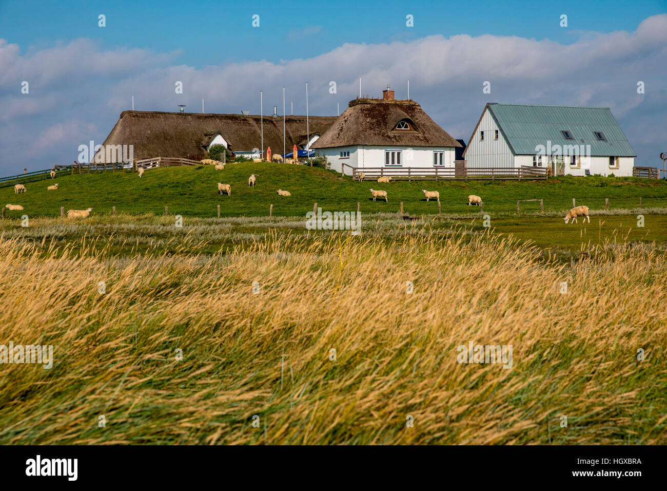 Hamburger Hallig, Nordfriesland, Schleswig-Holstein, Germany Stock Photo