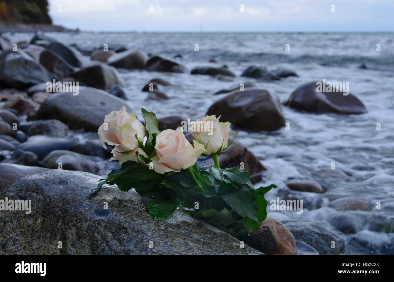 Rosen hi-res stock photography and images - Page 3 - Alamy