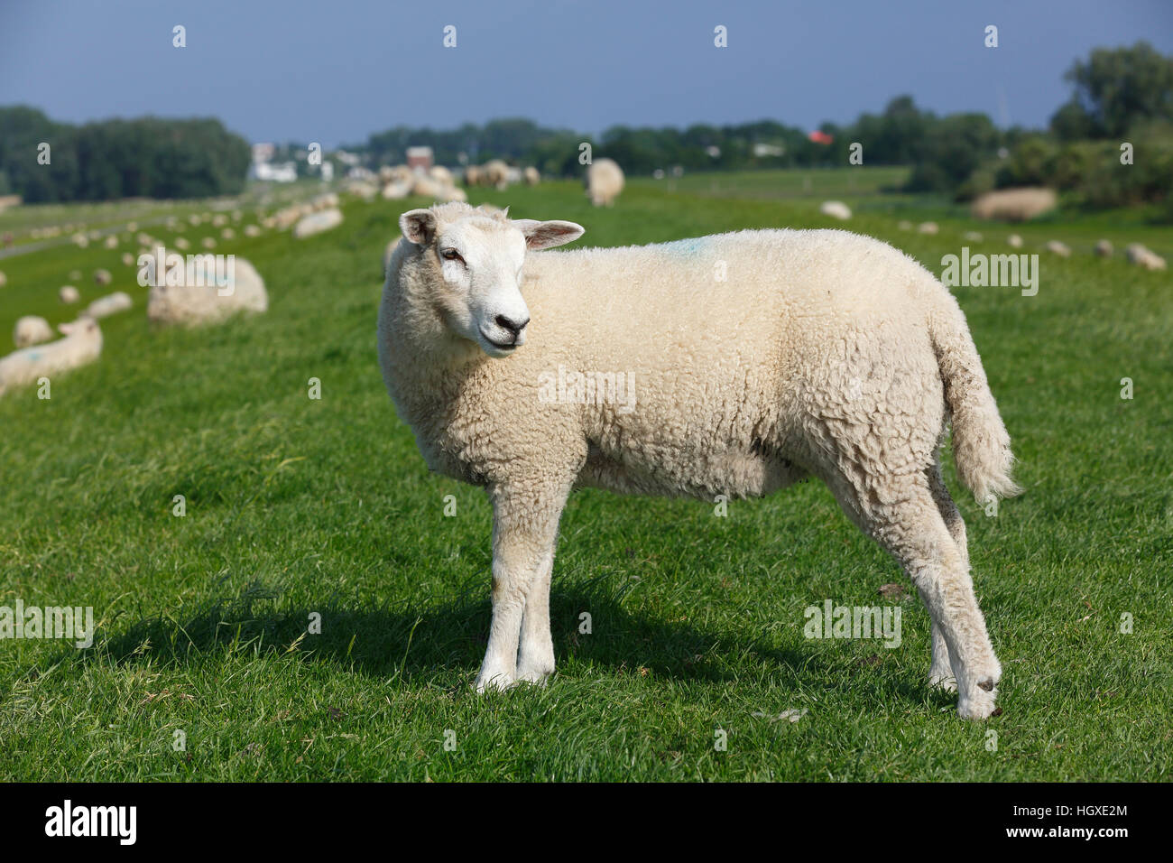 Wedeler Marsch High Resolution Stock Photography and Images - Alamy