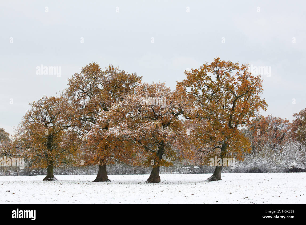 Stieleichen (Quercus robur) Gruppe mit Raureif und Schnee bedeckt noch belaubt, Schleswig-Holstein- Deutschland Stock Photo