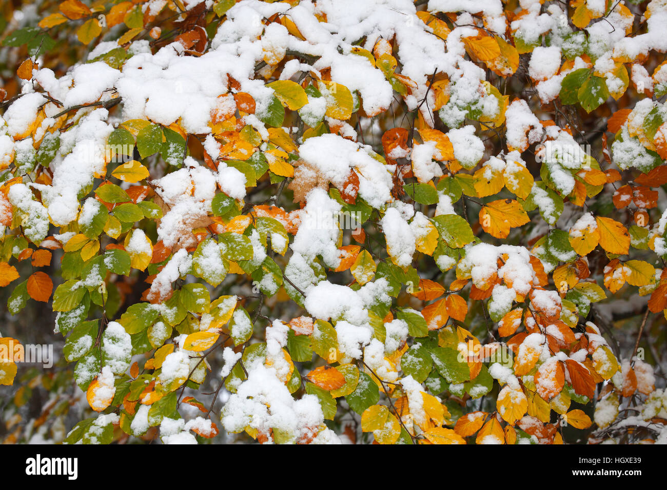 Rotbuche (Fagus sylvatica), Blaetter mit Schnee Stock Photo