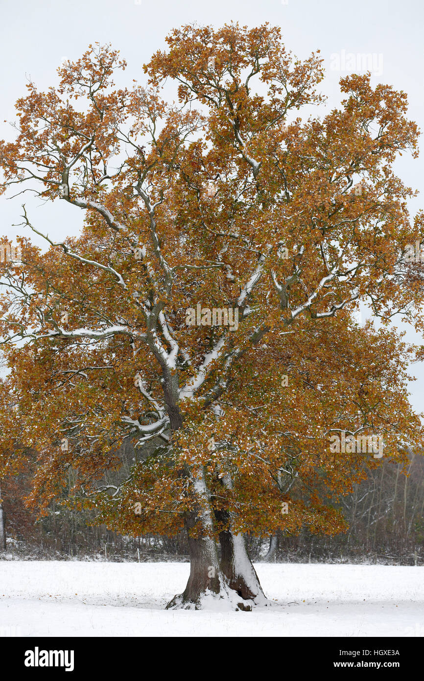 Freistehende Stieleichen (Quercus robur) mit Raureif und Schnee bedeckt noch belaubt, Schleswig-Holstein- Deutschland Stock Photo