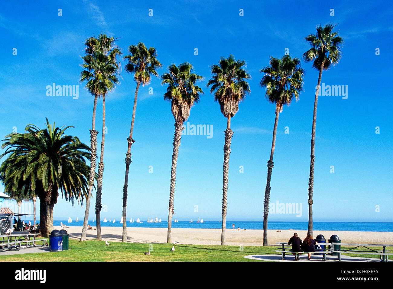 Santa Barbara, California, USA - Palm Trees growing in Shoreline Park along Shoreline Drive and Waterfront Beach Stock Photo