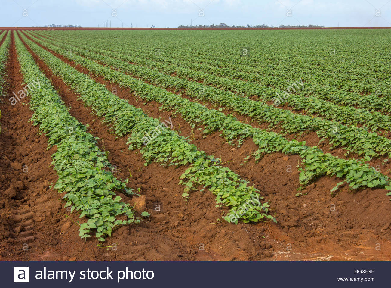 Sweet potatoes growing on a farm in Bundaberg. Queensland Australia Stock Photo 130889067 Alamy