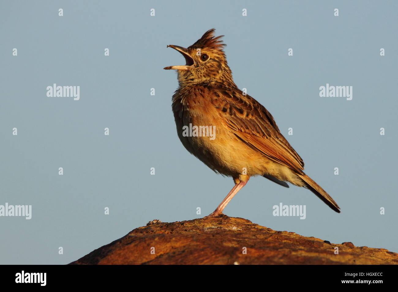 Rufous-naped Lark displays on a rock in the Highveld of Gauteng in South Africa image in landscape format with copy space Stock Photo