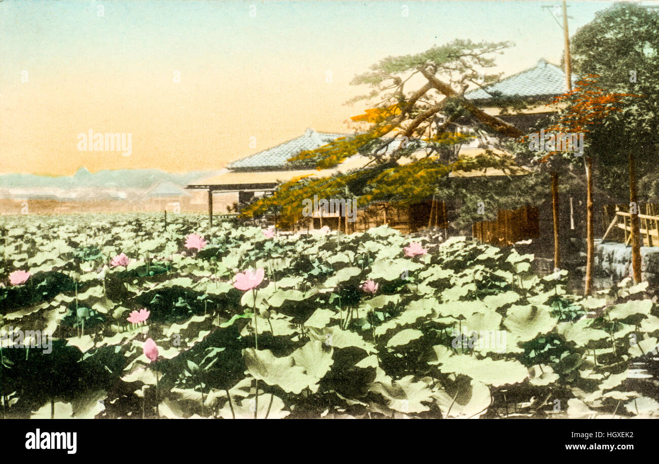 Japan, Tokyo. Vintage postcard hand coloured. Lotus flowers on Shinobazu pond, a Shitamachi feature and Bentendo Temple. 1910 Stock Photo