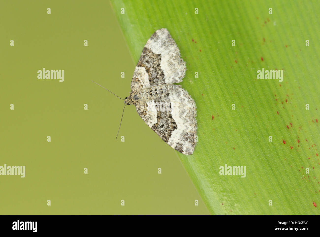 Galium Carpet (Epirrhoe galiata), a black-and-white moth perched on green vegetation, against a clean green background Stock Photo