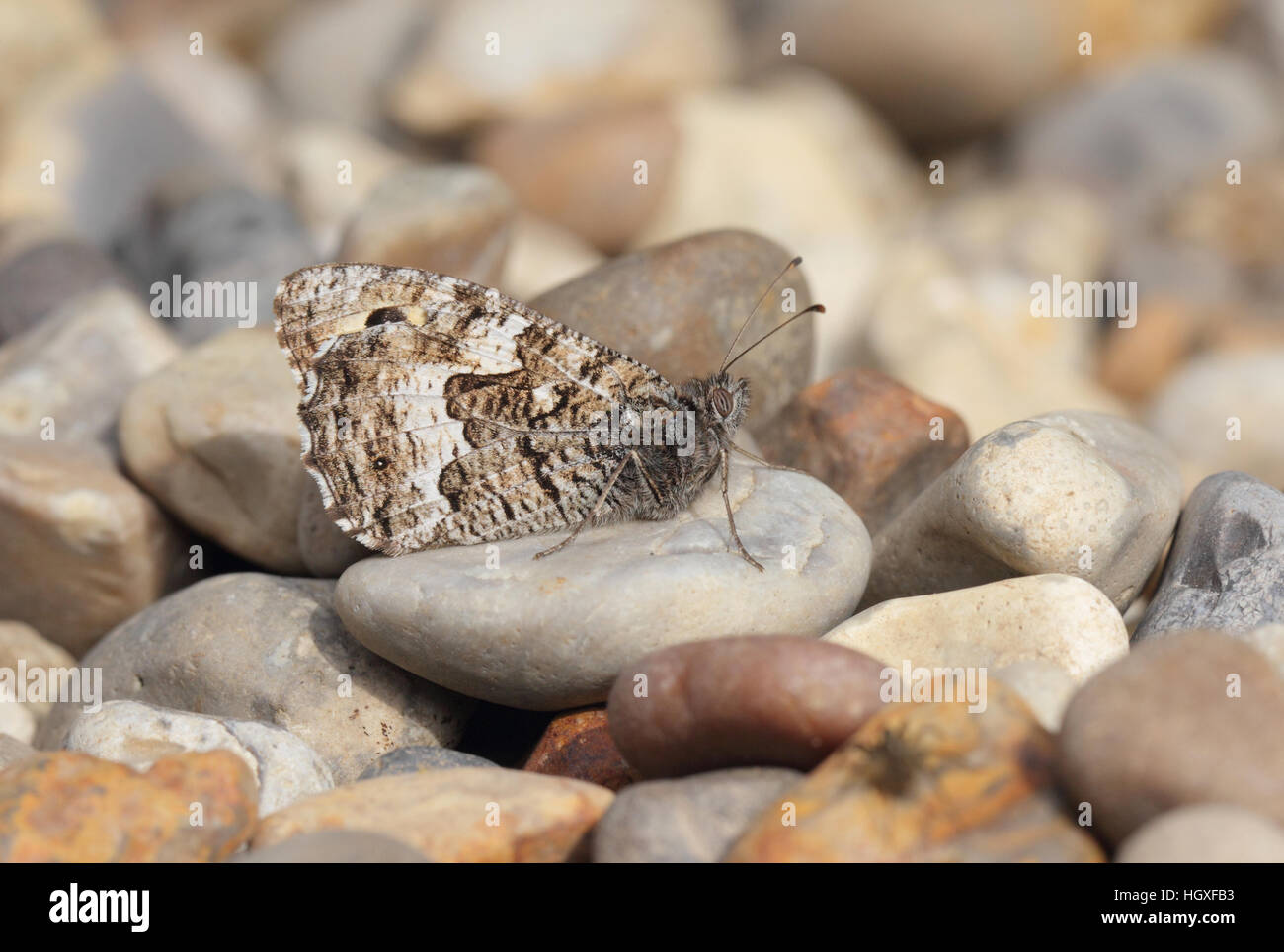 Rock grayling hipparchia semele hires stock photography and images Alamy