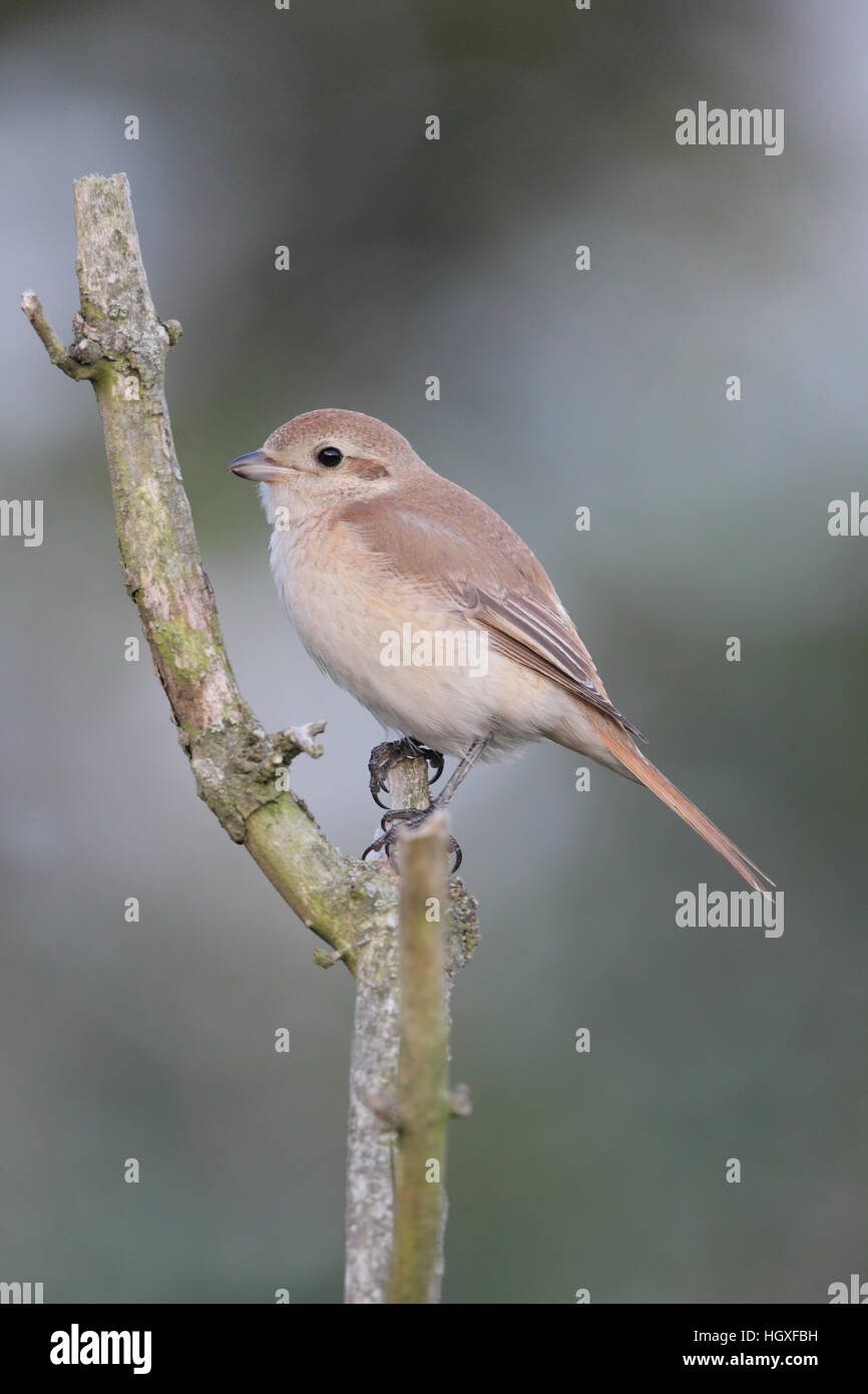 Isabelline Shrike (Lanius isabellinus phoenicuroides), an autumn vagrant in Britain, against a grey background Stock Photo