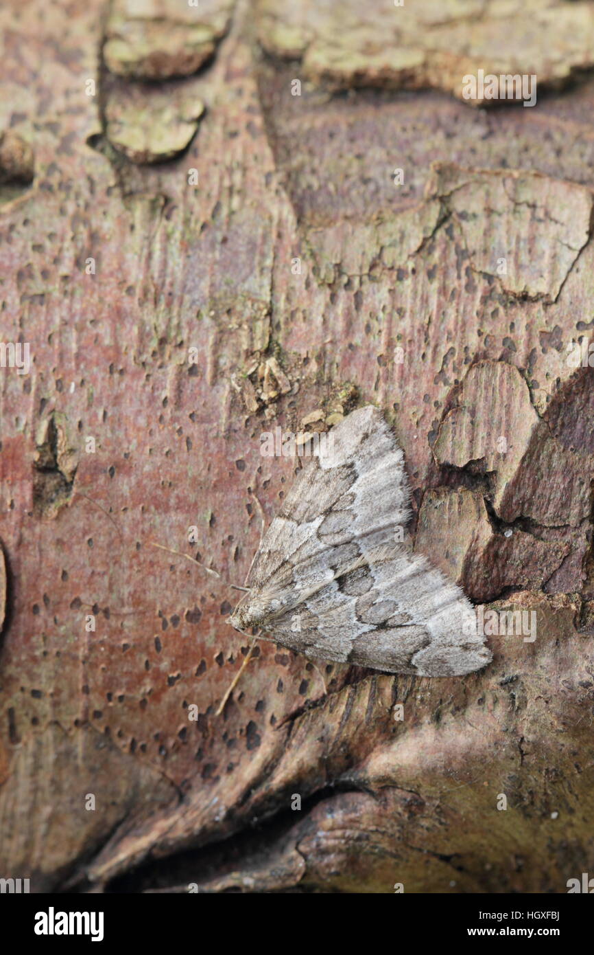 Juniper Carpet (Thera juniperata), a grey moth perched on a branch Stock Photo