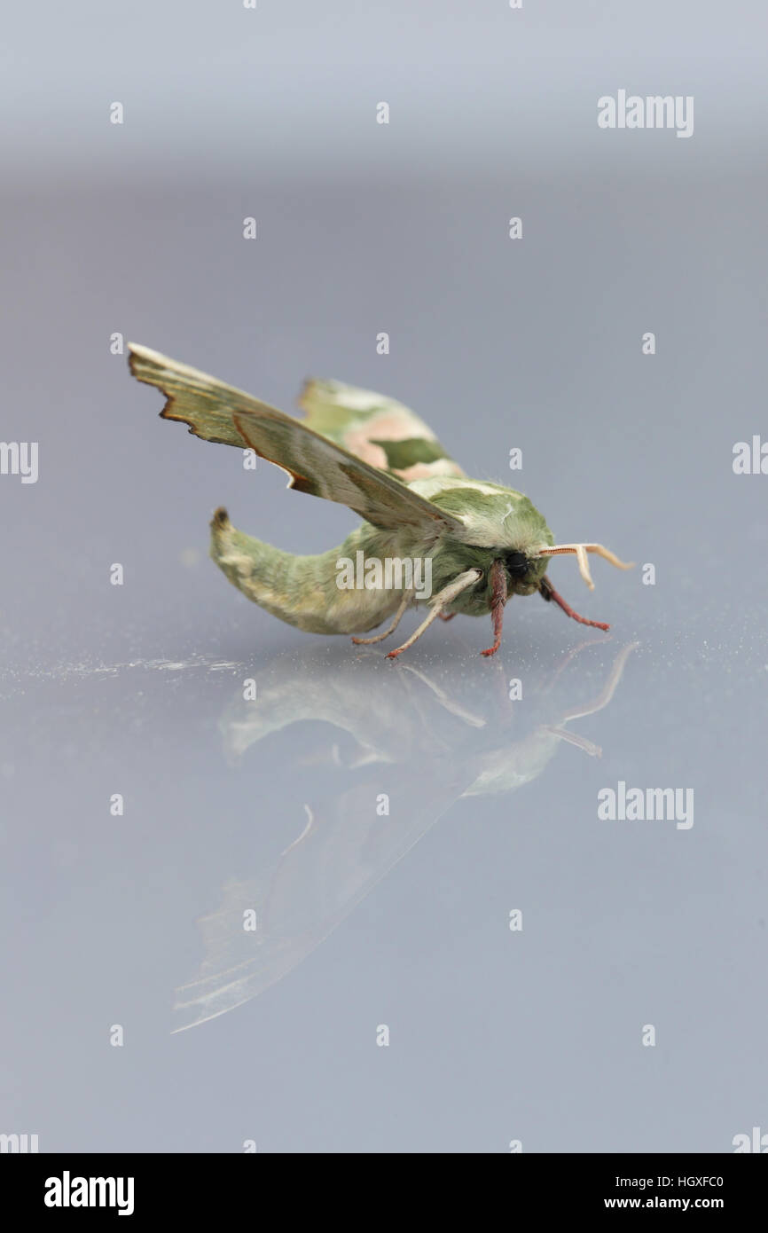 Lime Hawk-moth (Mimas tiliae), resting on shiny surface, with reflection Stock Photo
